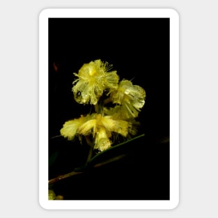 Wet Wattle Sticker